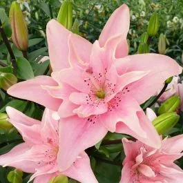 Lilium Double flowering Elodie