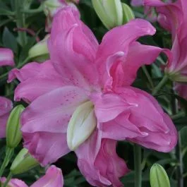 Lilium Oriental Lotus Joy