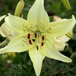 Lilium Tiger Sweet Surrender