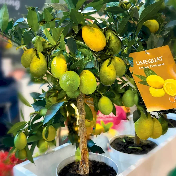 LimeQuat (Stämmchen) Bestellnummer 6630611