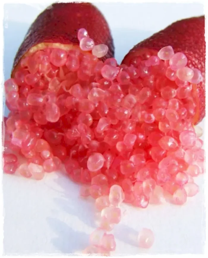 Limone Caviale altezza 80 cm di 3 anni Finger Lime rosso