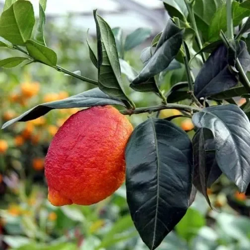 Limone rosso 120 cm 3 anni