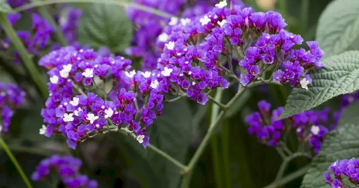 Limonium latifolium