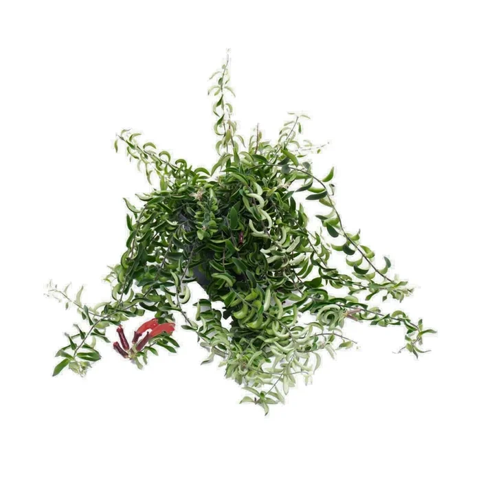 Lipstick Plant Twister | Planta Batom