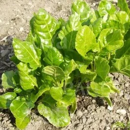 Liscia verde da taglio (Grüner Schnitt) – Schnittmangold