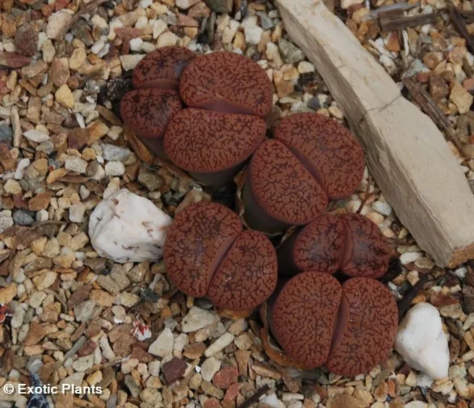 Lithops aucampiae koelemanii