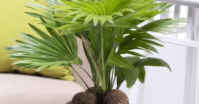 Livistona chinensis${2}