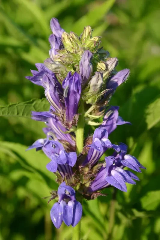 Lobelia siphilitica (Lobelie)