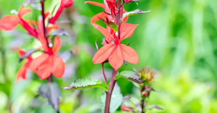 Lobelia speciosa Scarlet