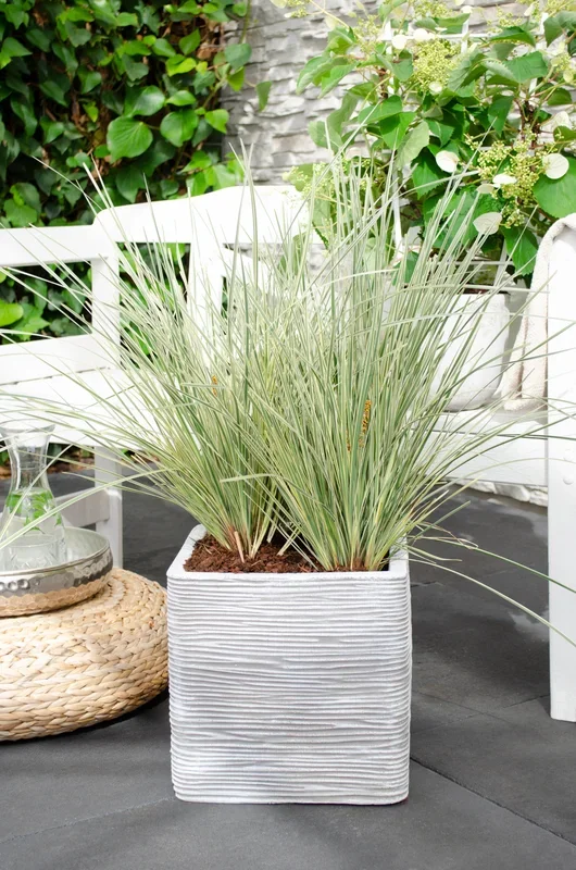 Lomandra longifolia ‚White Sands‘ (M)