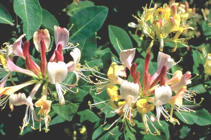 Lonicera heckrottii ‚Goldflame‘ (Feuer-Geißblatt)