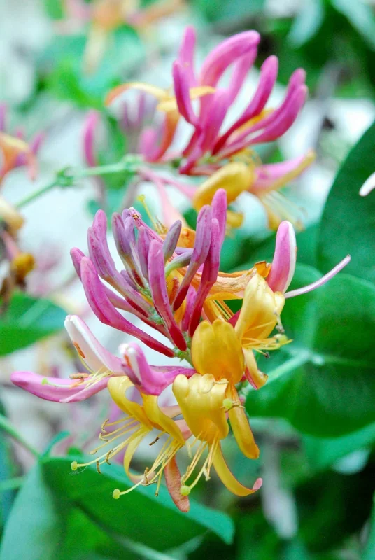 Lonicera heckrottii ‚Goldflame‘ (M)
