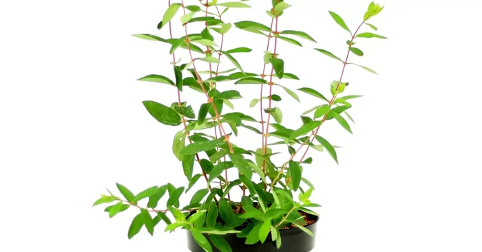 Lonicera kamtschatica ‚Eisbär‘ -R-