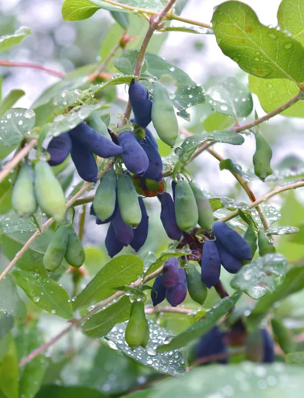 Lonicera kamtschatica (Honigbeere) (M)