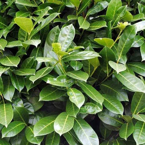 Lorbeer Etna 60/80 cm