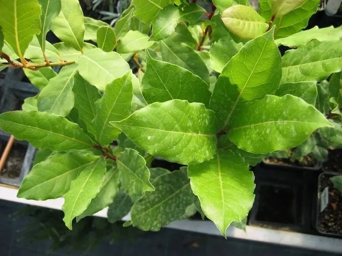 Lorbeer, Laurus nobilis