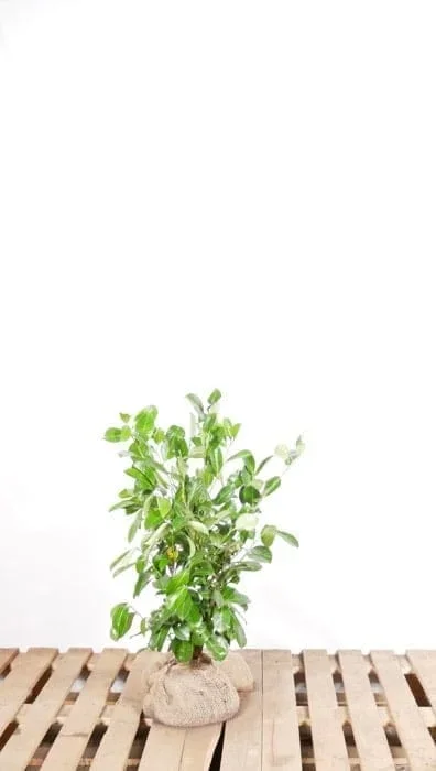 Lorbeer Novita 80/100 cm