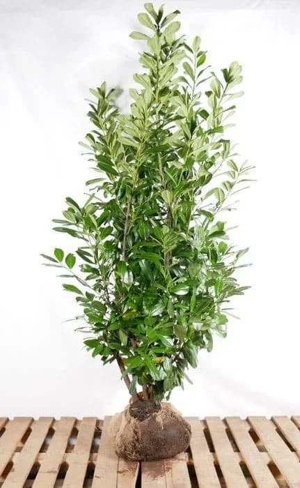 Lorbeer Rotundifolia im Topf 175/200 cm