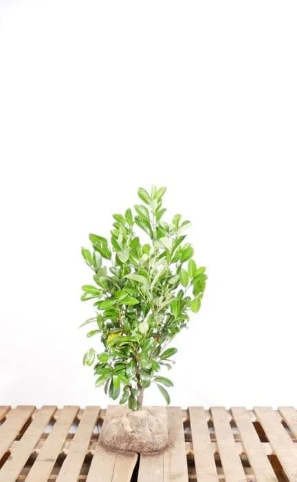 Lorbeer Rotundifolia 80/100 cm