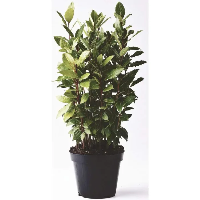 Lorbeervase nobilis