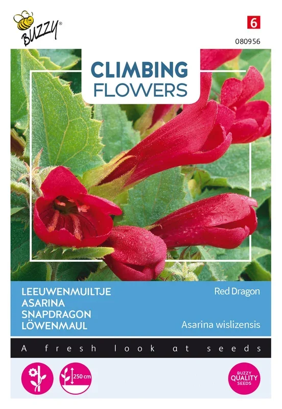 Löwenmäulchen Red Dragon [MHD 07/2025]