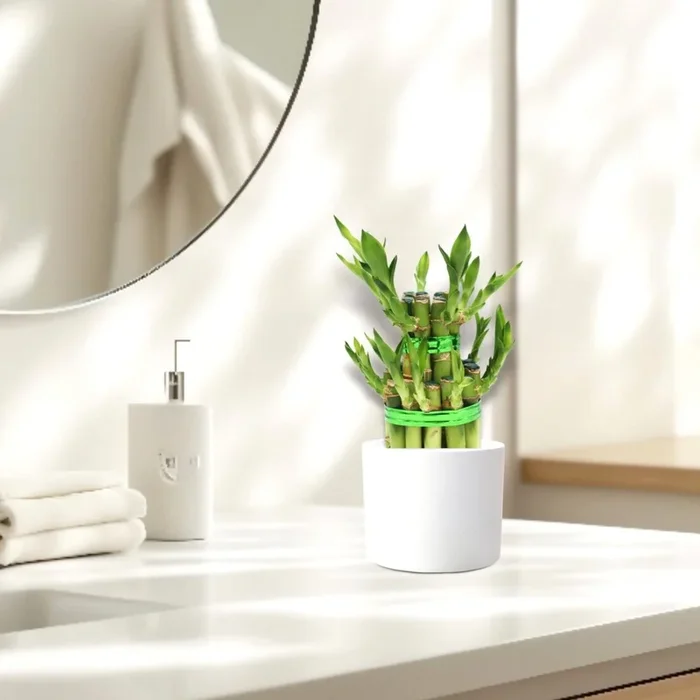 Lucky Bamboo Steps in white ceramic Pot