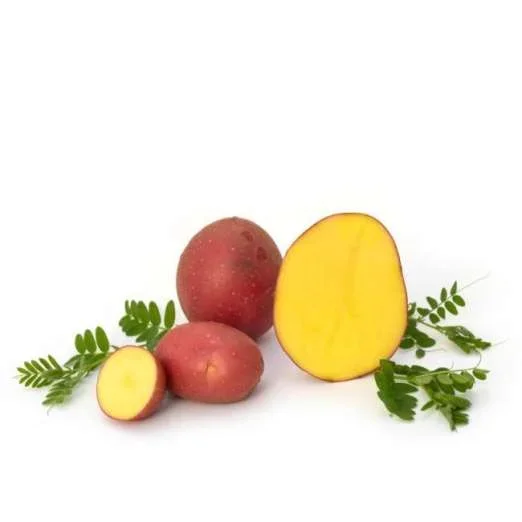 LunaRossaPflanzkartoffeln, bio
