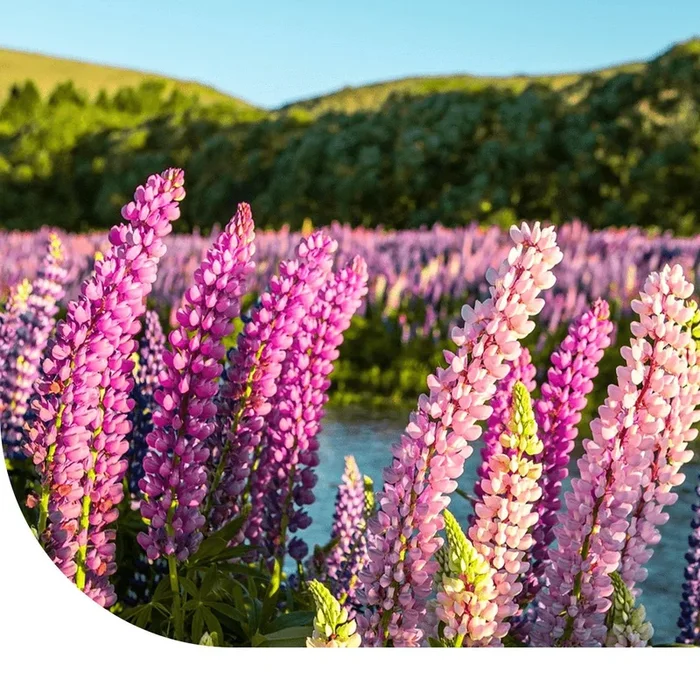 Lupine (gemischt) – Lupinus hartwegii