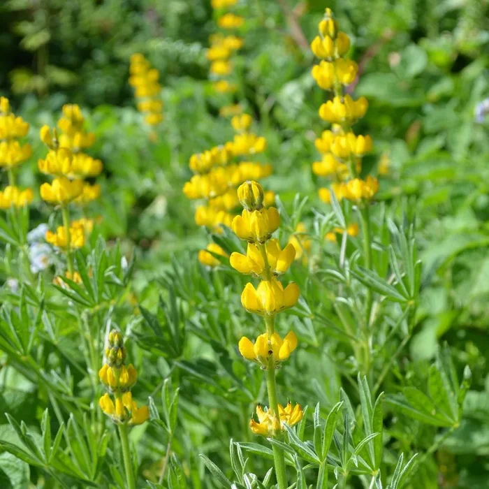 Lupinus luteus