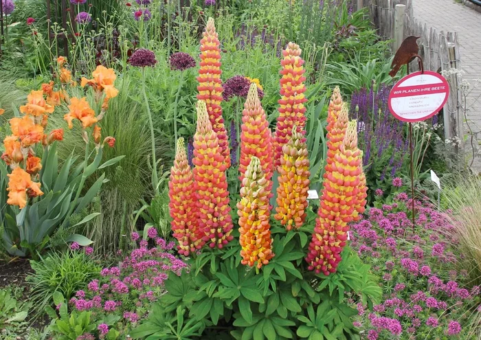Lupinus polyphyllus ‚Gladiator‘ (Westcountry Lupine)
