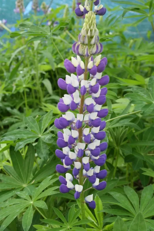 Lupinus polyphyllus ‚Kastellan‘ (Garten-Lupine)