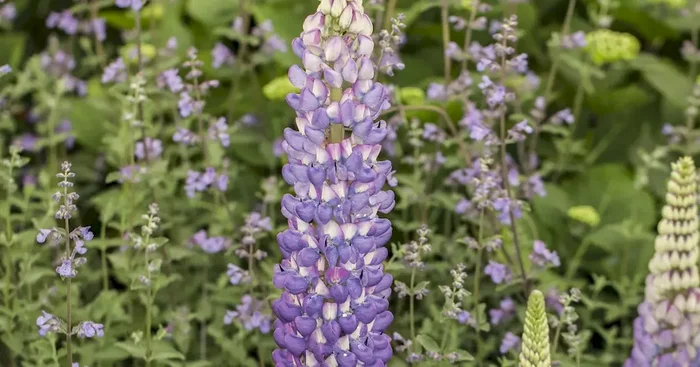 Lupinus polyphyllus Mix