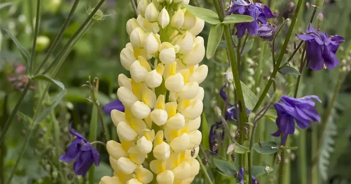 Lupinus polyphylus ‚Gallery Blue‘