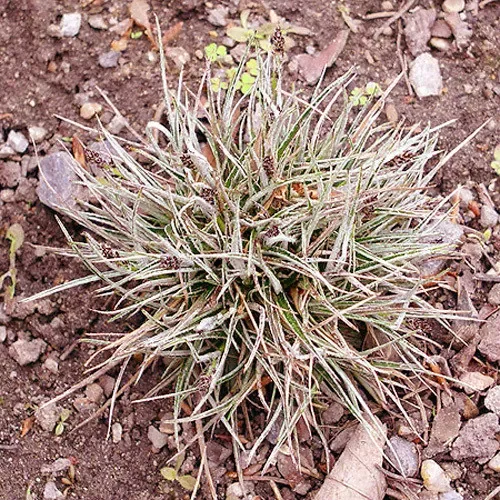 Luzula Ulophylla