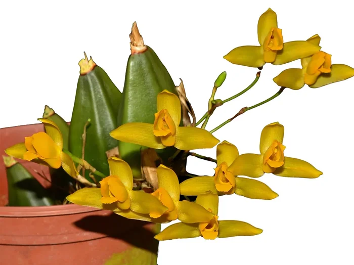 Lycaste aromatica