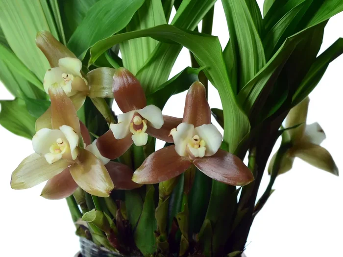 Lycaste xytriophora