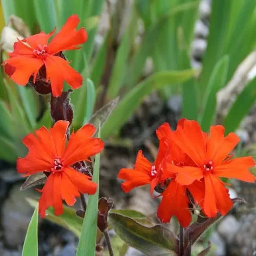 Lychnis Arkwrightii