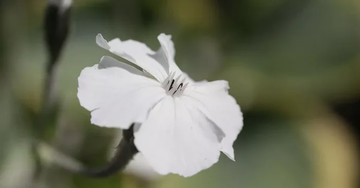 Lychnis coronaria ‚Alba‘