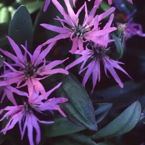 Lychnis Flos-Cuculi