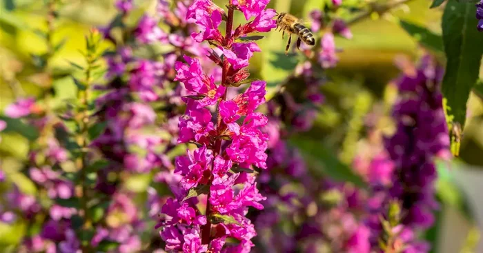 Lythrum salicaria Robin