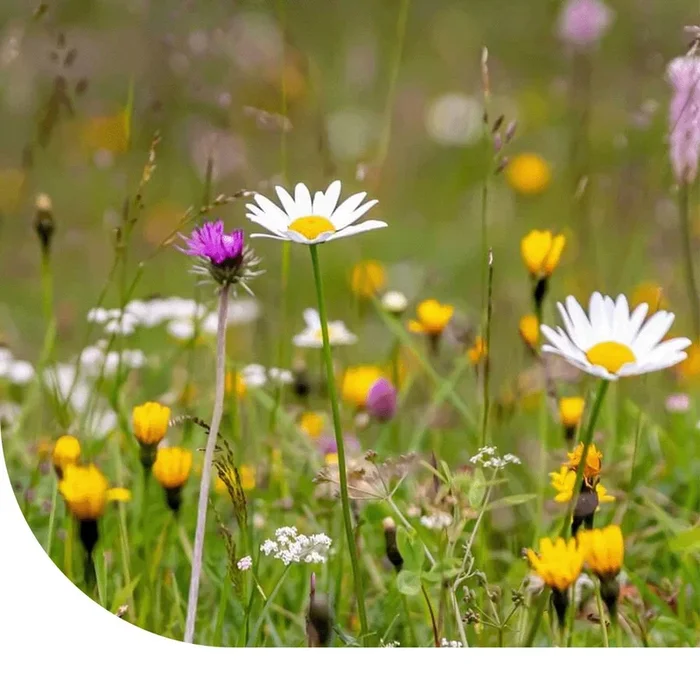 M5 – Blumenrasen (Nektarreich) – Mehrjährig