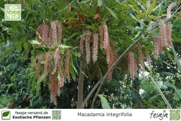 Macadamia-Nuss, Macadamia integrifolia, Pflanze
