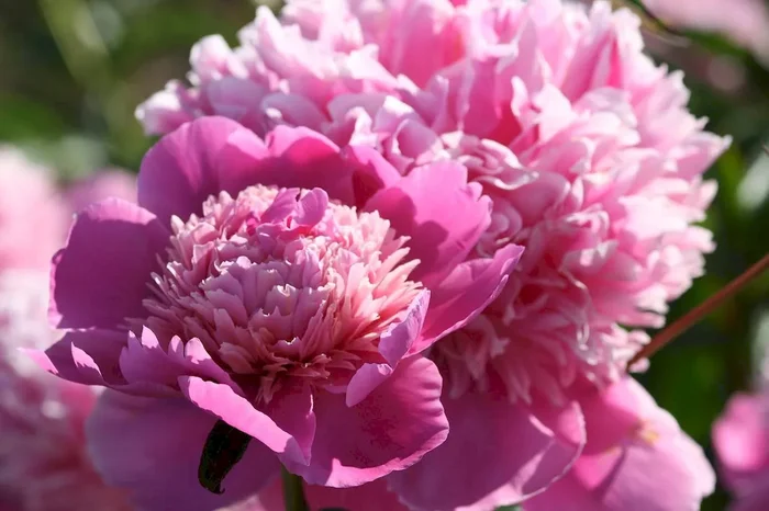 Madame Furtado, Paeonia lactiflora