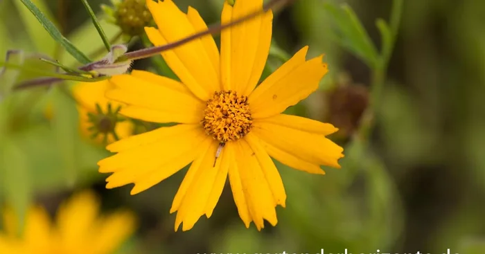 Mädchenauge ‚Sunshine Superman‘