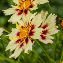 Mädchenauge (Coreopsis) LIL’L BANG Starlight®