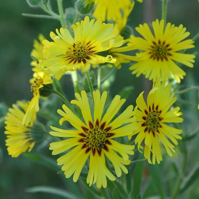 Madia elegans