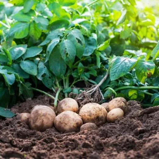 MagdaPflanzkartoffeln, bio