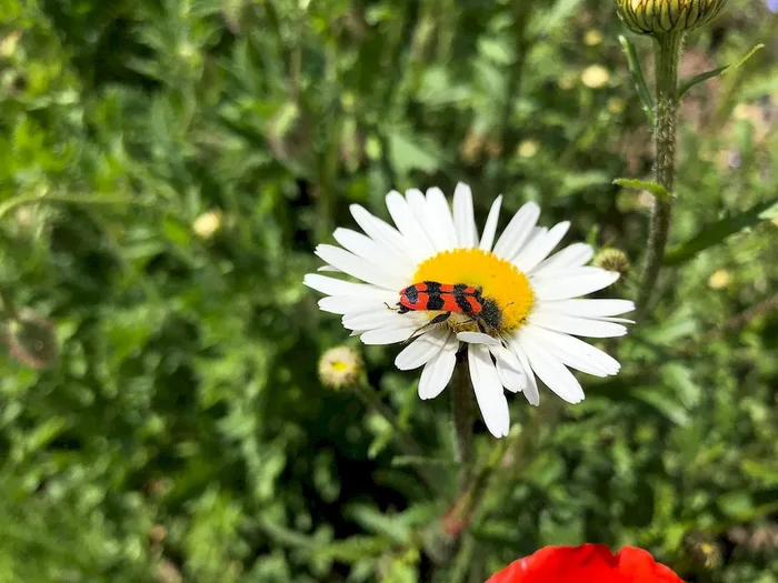 Magerwiesen-Margerite, Leucanthemum vulgare