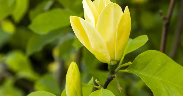 Magnolia ‚Daphne‘