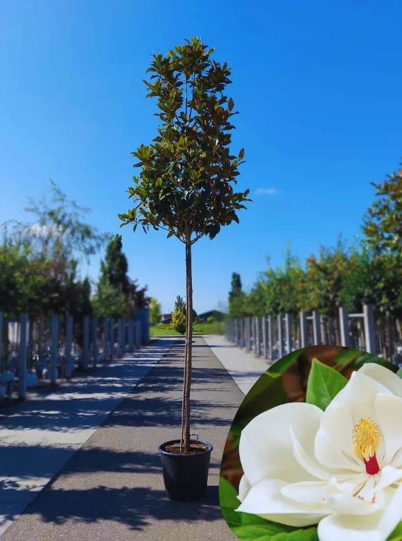 Magnolia grandiflora